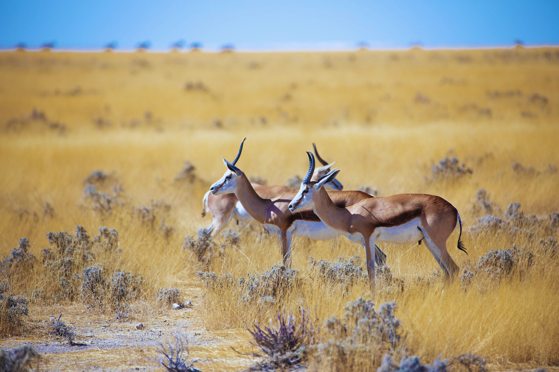 Ecosystem Lifeforms in Deosai National Park